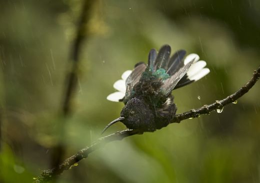 kolibřík skvostný 1.jpg