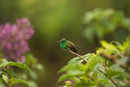 kolibřík Edwardův, Panama
