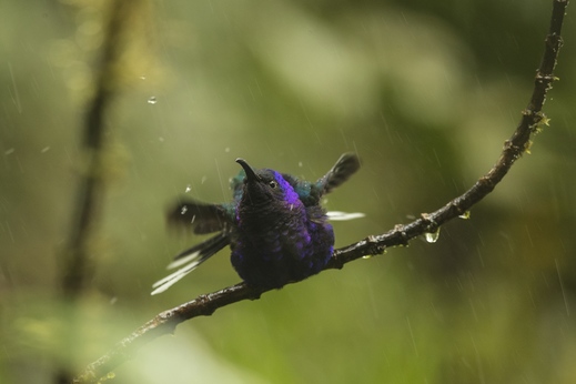 kolibřík fialkový, Panama