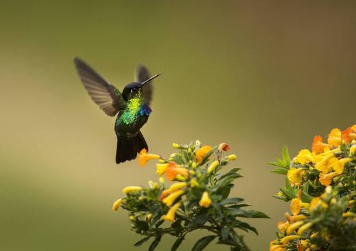 kolibřík ohnivobřichý 1.jpg