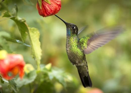 kolibřík skvostný 3.jpg