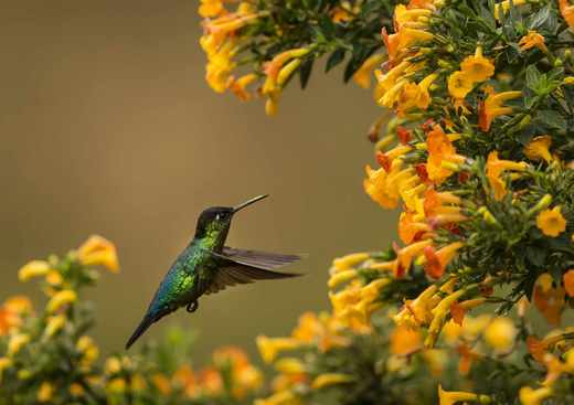 kolibřík skvostný 4.jpg