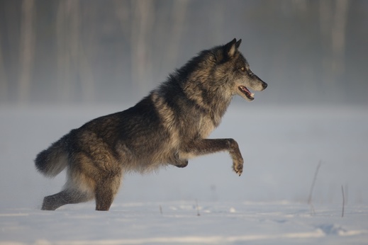 vlk obecný 1, Minnesota, USA