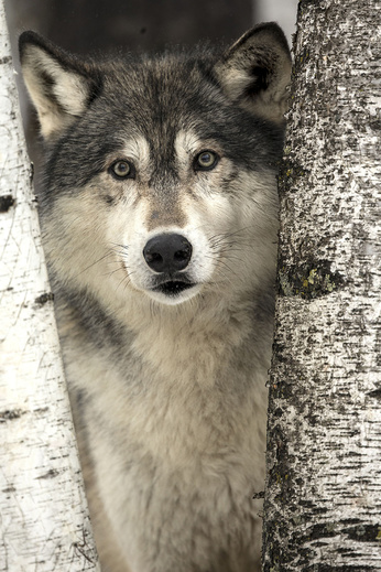 vlk obecný 2, Minnesota, USA