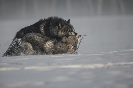 vlk obecný 3, Minnesota, USA