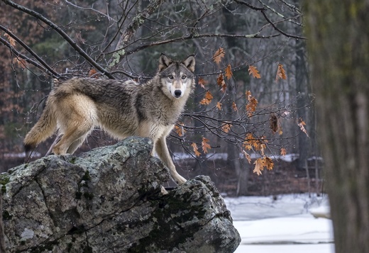 vlk obecný 4, Minnesota, USA